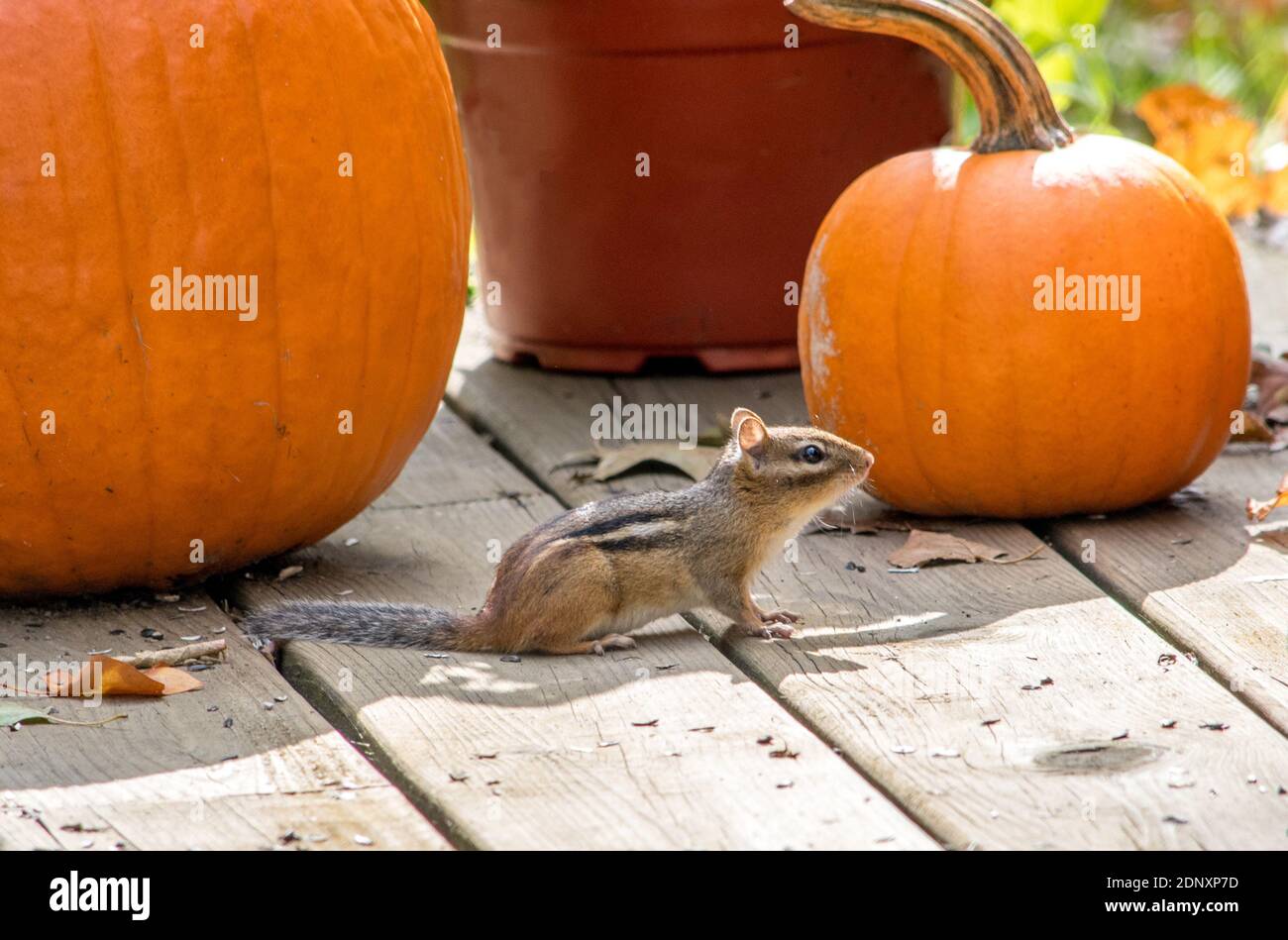 Ein süßer kleiner Chipmunk duzt an EINEM Herbsttag um EINE Herbstlandschaft Stockfoto