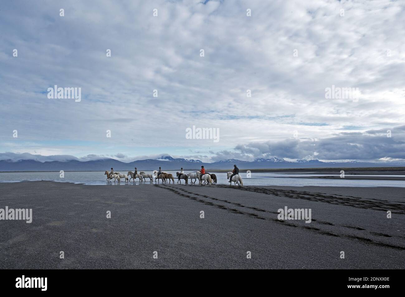 Island / Ostisland/Husey/ der Bauernhof bietet kurze und lange Wanderungen zu Pferd in Richtung Dünen und Meer. Stockfoto
