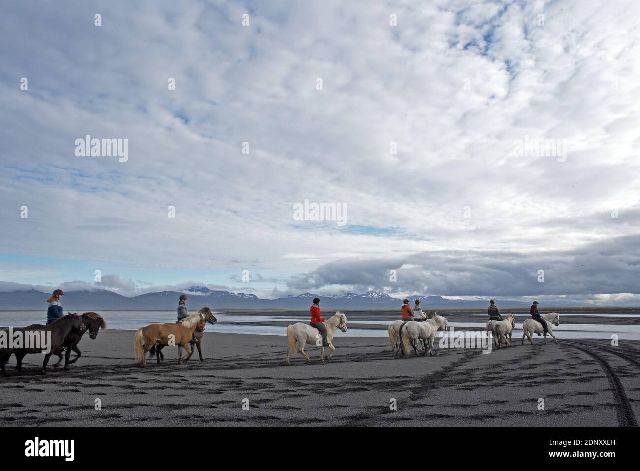 Island / Ostisland/Husey/ der Bauernhof bietet kurze und lange Wanderungen zu Pferd in Richtung Dünen und Meer. Stockfoto