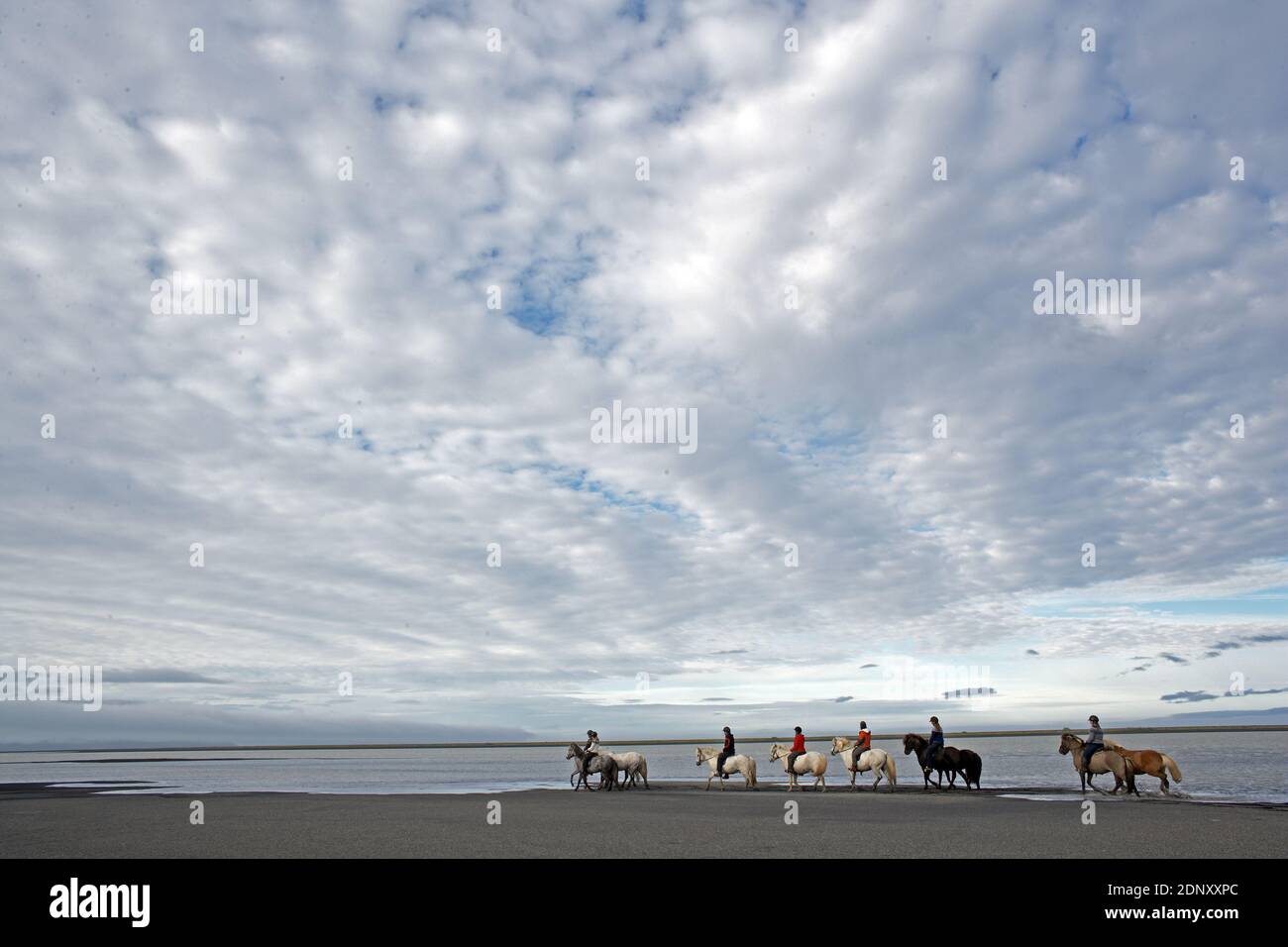 Island / Ostisland/Husey/ der Bauernhof bietet kurze und lange Wanderungen zu Pferd in Richtung Dünen und Meer. Stockfoto