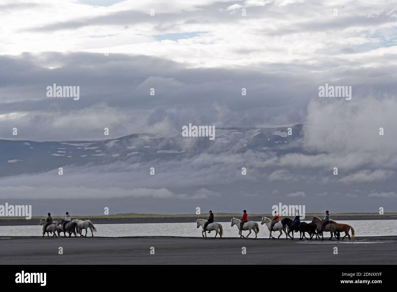 Island / Ostisland/Husey/ der Bauernhof bietet kurze und lange Wanderungen zu Pferd in Richtung Dünen und Meer. Stockfoto