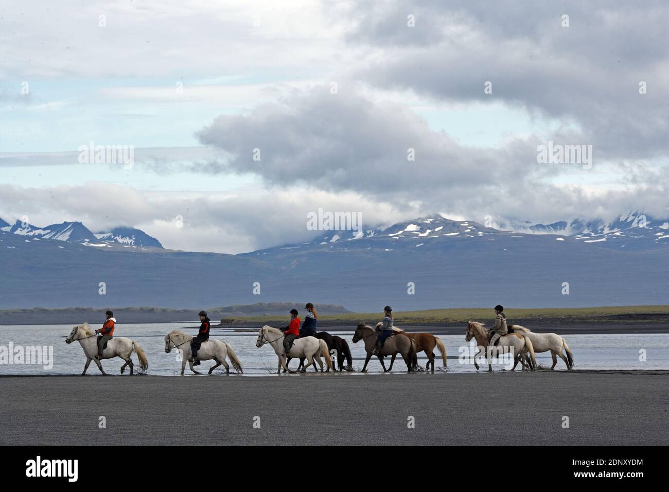 Island / Ostisland/Husey/ der Bauernhof bietet kurze und lange Wanderungen zu Pferd in Richtung Dünen und Meer. Stockfoto