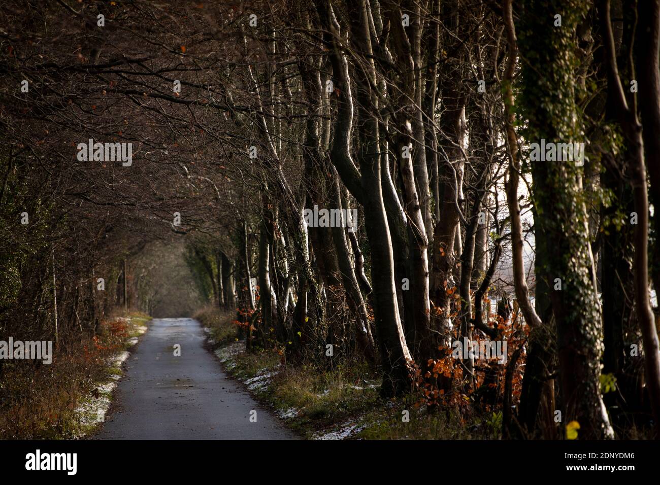 Großbritannien, Gloucestershire, Snowshill, Oat Hill, Baumreihe, die von geringer Wintersonnenstrahlung beleuchtet wird Stockfoto