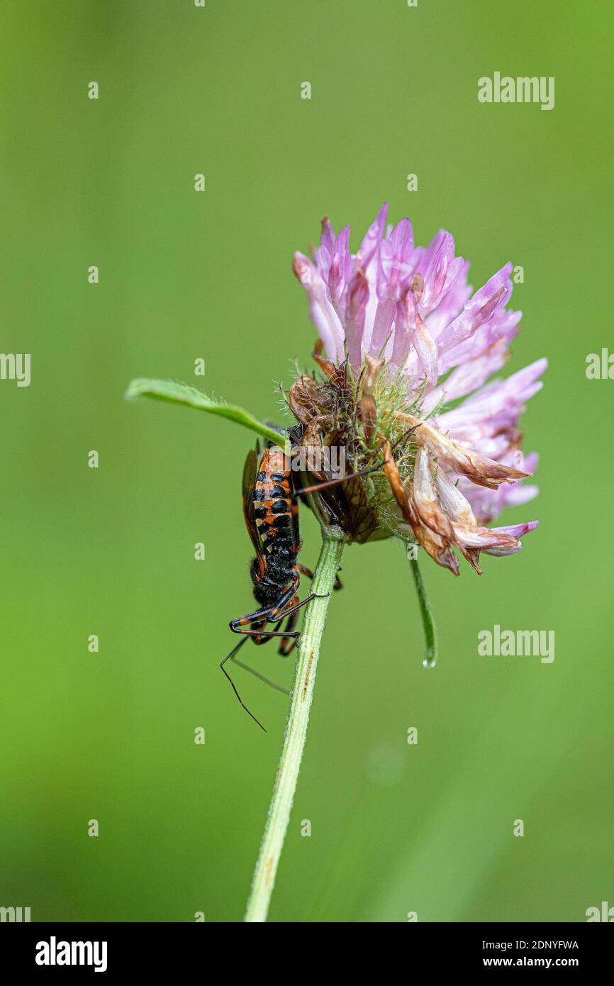 Assassin-Bug Stockfoto
