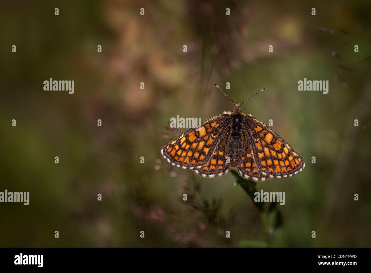 Heide Fritillary Butterfly (Melitaea athalia) Stockfoto