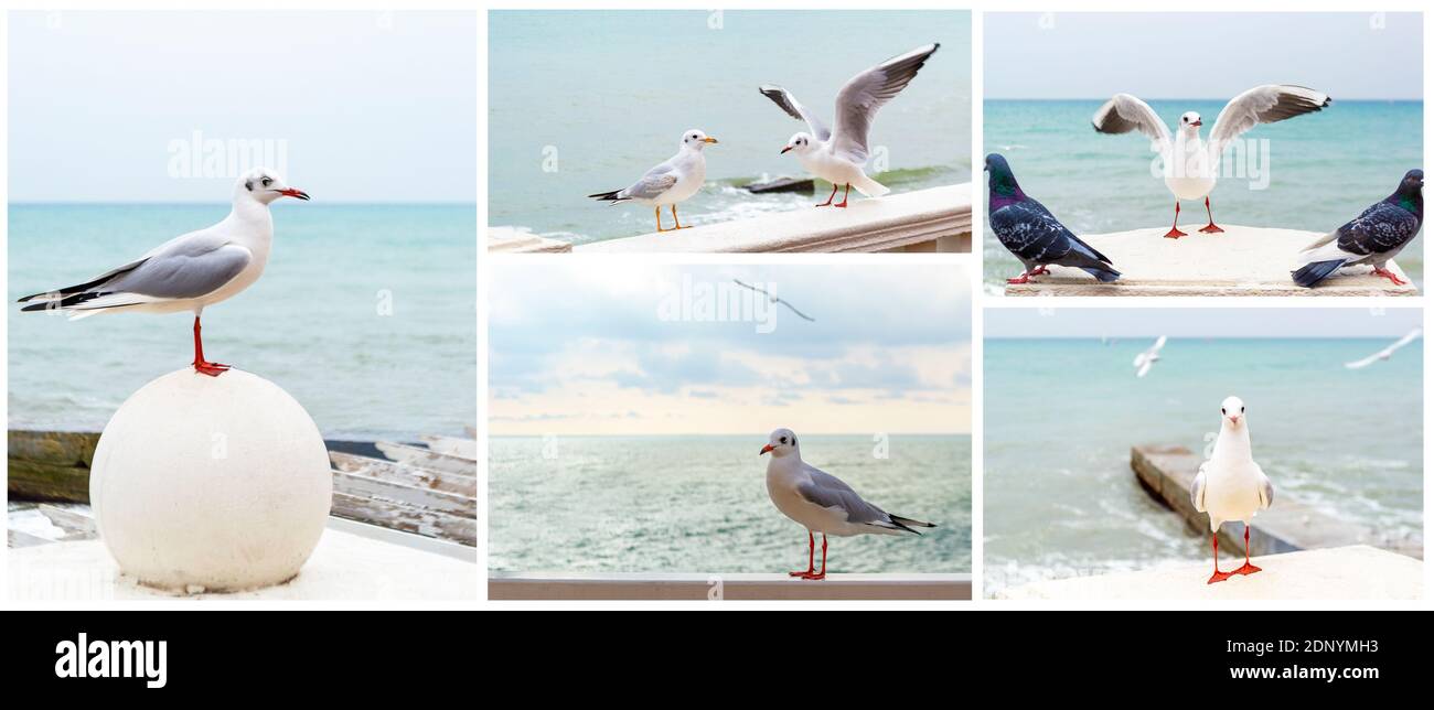 Weiße Möwen stehen auf Steinzaun gegenüber dem Meer Stockfoto