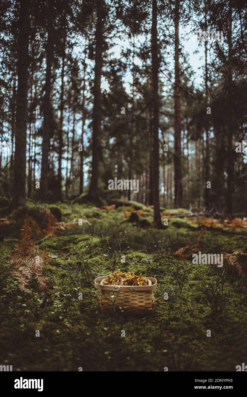 Korb mit Pilzen im Wald Stockfoto