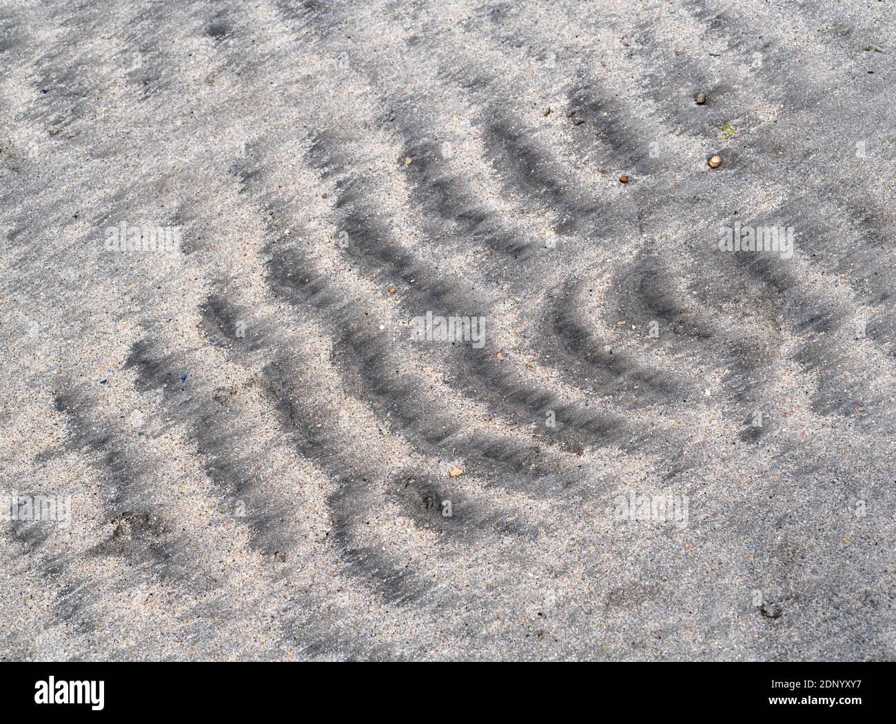 Ziemlich ausgeprägte dunkle Fluvialwellen im feuchten Strandsand, nachdem die Flut zurückgegangen ist. Fast rückgrat-ähnliche Struktur in Form. Welligkeit Effekt genau wie Mars. Stockfoto