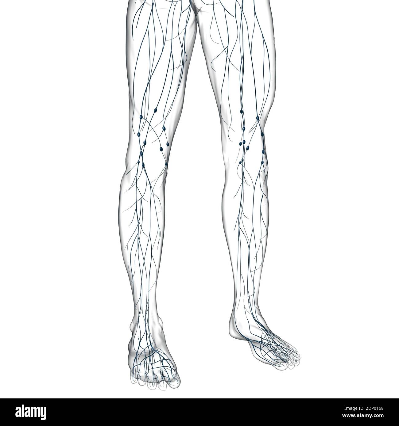 Menschliche Lymphknoten Anatomie für medizinisches Konzept 3D Illustration Stockfotografie Alamy