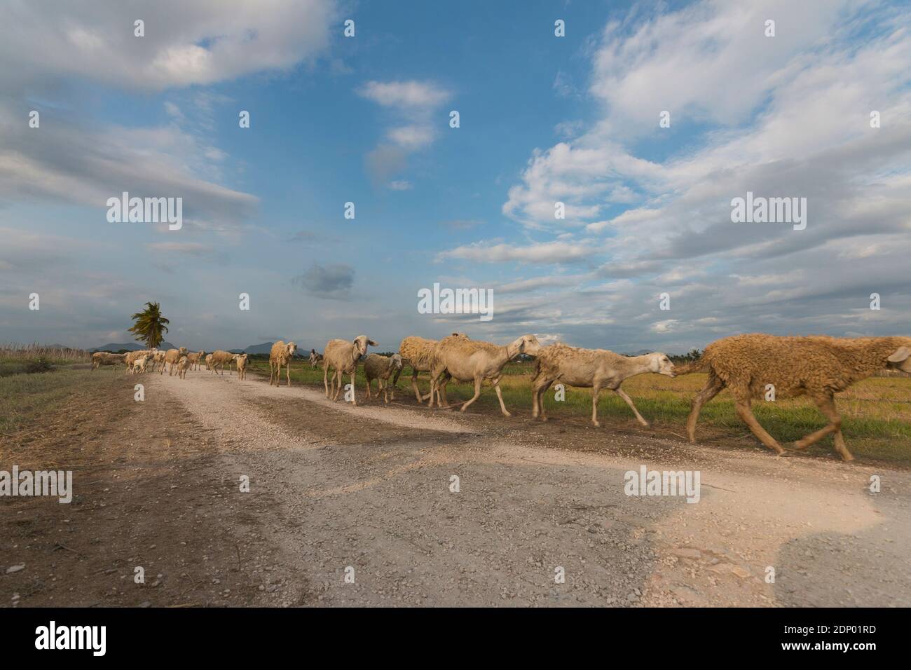Ziegenfarm im Dorf Wuluhan, Bezirk Jember. Stockfoto