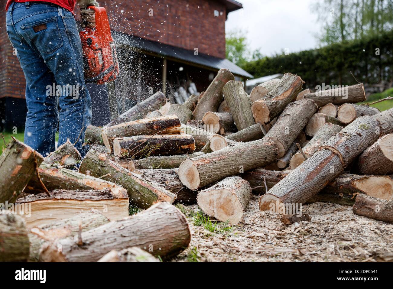 Schneiden von Baumstämmen mit Kettensäge Stockfoto
