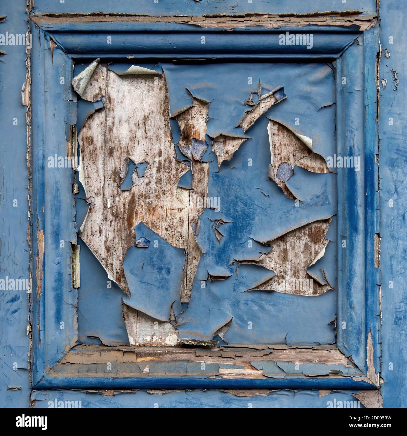 Alte blaue Farbe blättert von der alten Holztür ab, quadratischer Hintergrund. Stockfoto