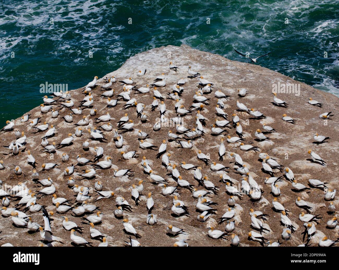 Muriwai Gannet Colony, Nordinsel, Neuseeland Stockfoto