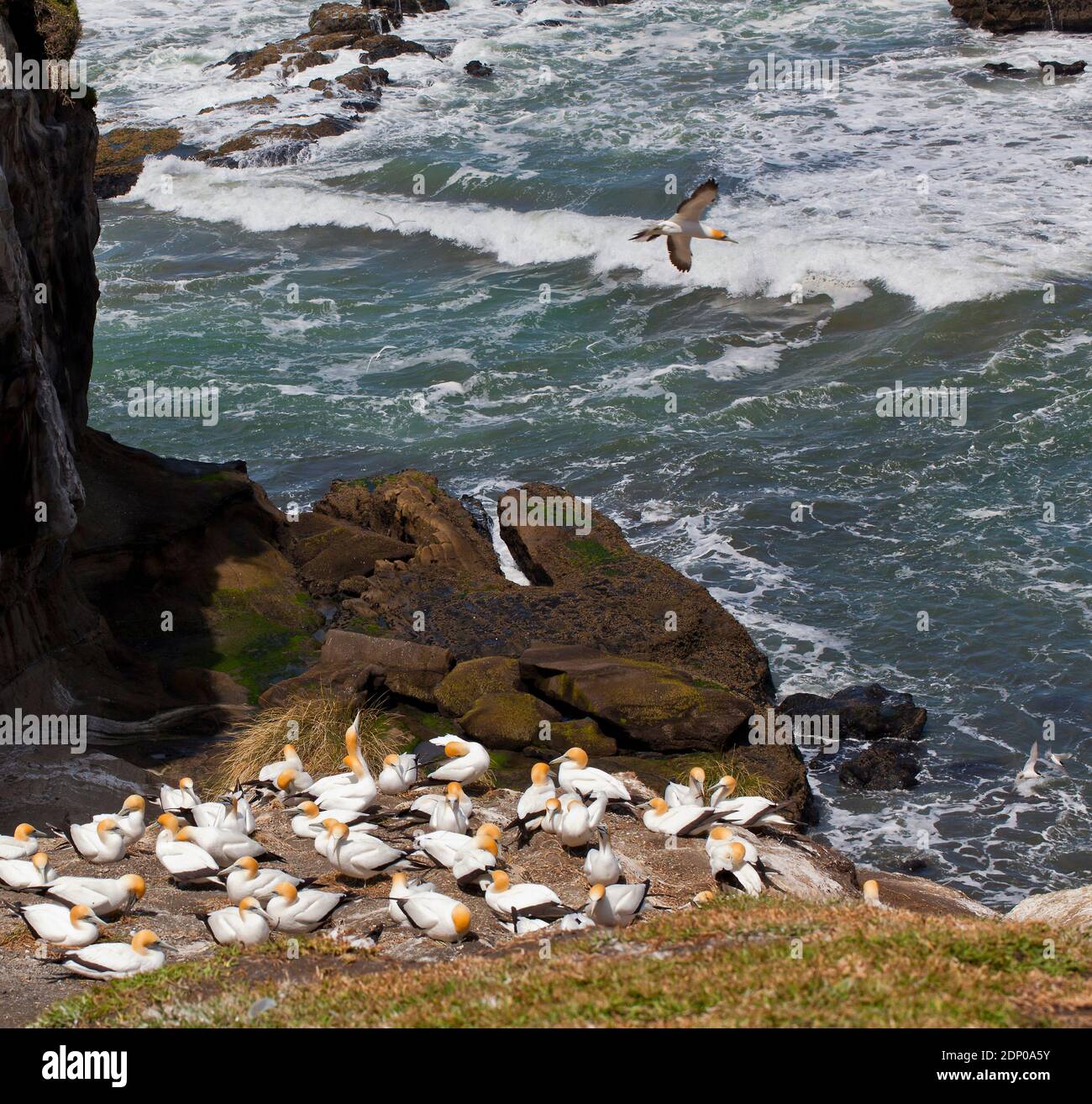 Muriwai Gannet Colony, Nordinsel, Neuseeland Stockfoto