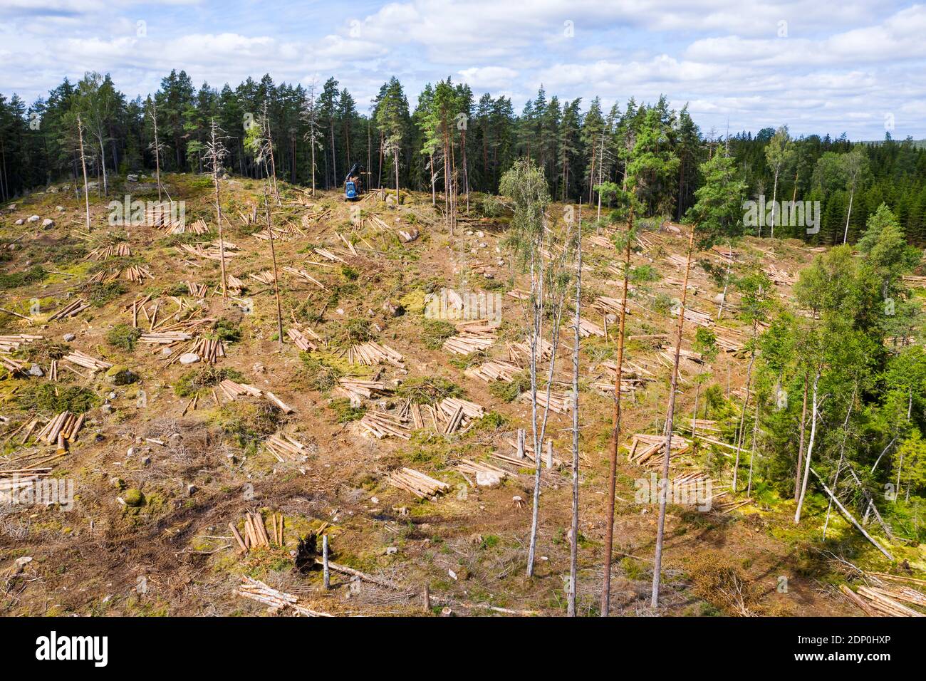 Logging-Bereich in Kiefernwald Stockfoto