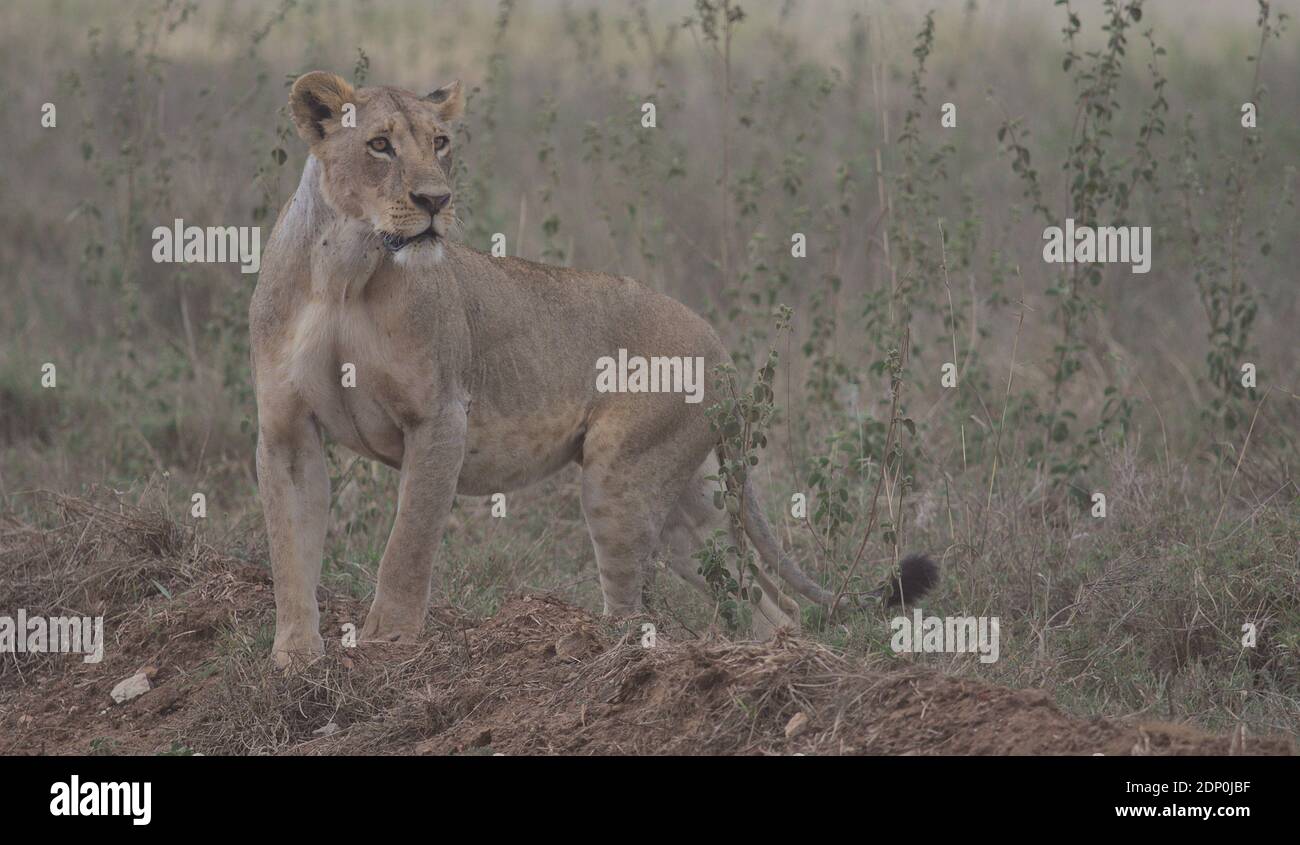 Hungrige Löwin steht wachsam auf der Suche nach Beute im wilden Nairobi Nationalpark, Kenia Stockfoto