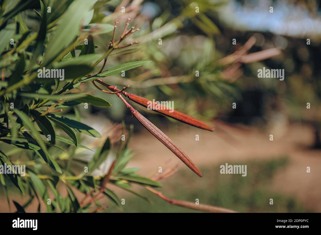 Unreife Samenschoten Oleander sind ein immergrüner Strauch oder kleiner Baum der Apocinaceae Familie, der zu allen Jahreszeiten blüht. Stockfoto