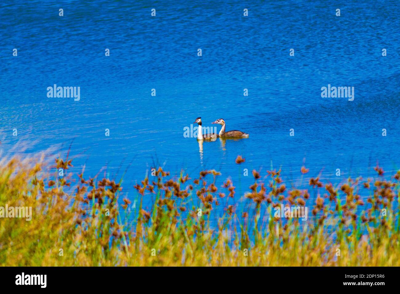 Ein Paar Enten schwimmen in einem See auf Romney Marsh an schönen Sommertag, Kent.Südosten von England.UK,August 2016 Stockfoto