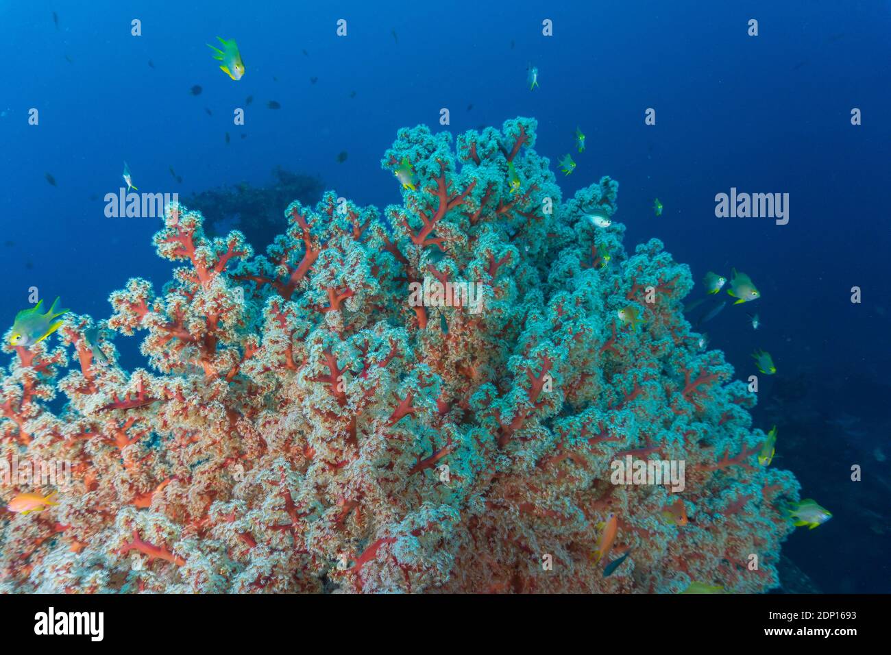 Farbenfrohe, weiche Korallen in Balis Unterwasserwelt (Fotografiert während des Tauchens) Stockfoto