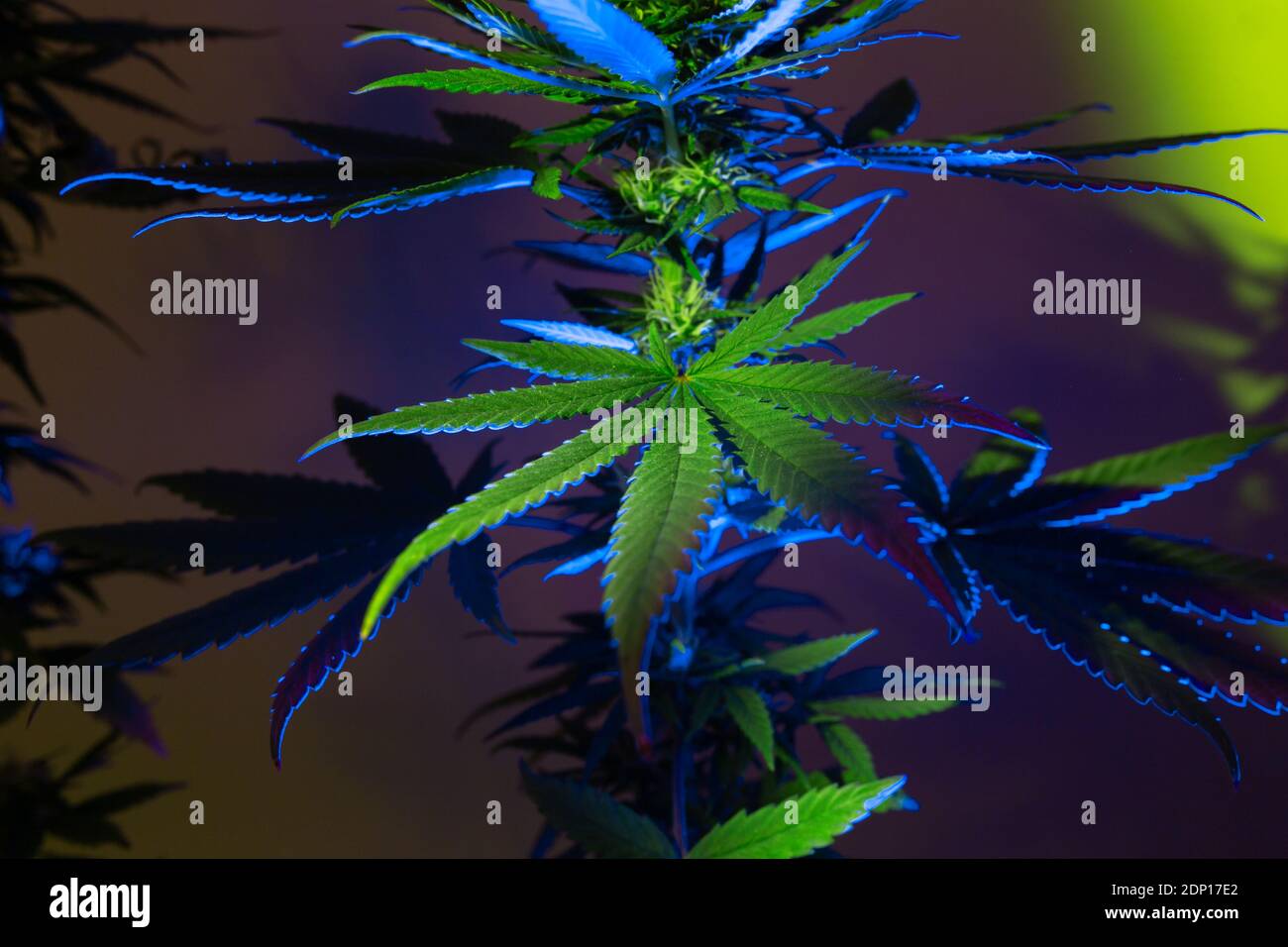 Cannabis Laub Hintergrund. Hanf grün große Blätter mit künstlerischen bunten Effekt. Künstlerisches neues Aussehen von medizinischem Marihuana. Stockfoto