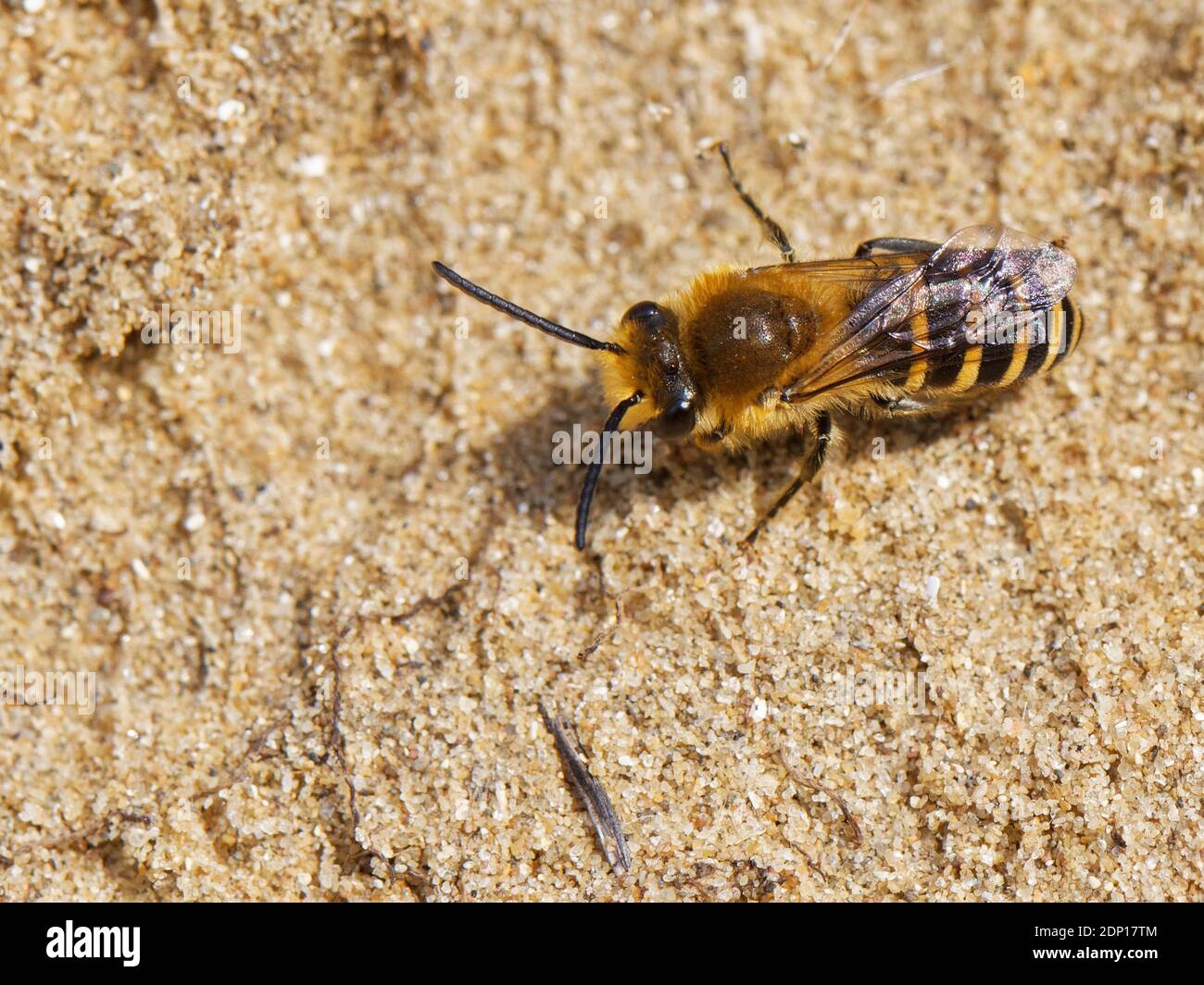 Hairy-sadled Colletes Biene (Colletes fodens) in der Nähe ihrer Nest-Stelle in einem Sandufer, Merthyr Mawr National Nature Reserve, Glamorgan, Wales, UK. Stockfoto