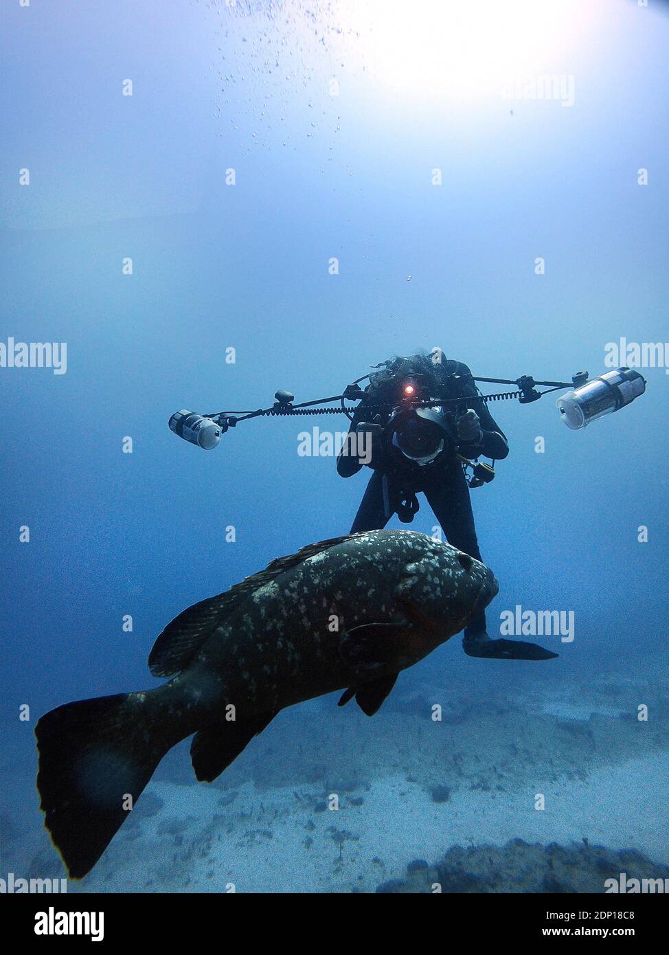 Unterwasserfotograf versucht, ein Foto von einem großen zu machen Zackenbarsch Stockfoto