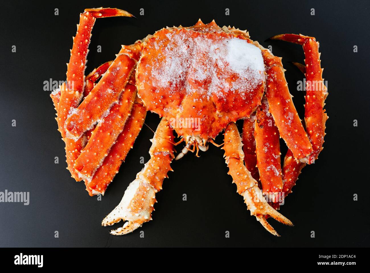 Kamtschatka Krabbe auf schwarzem Hintergrund Stockfoto