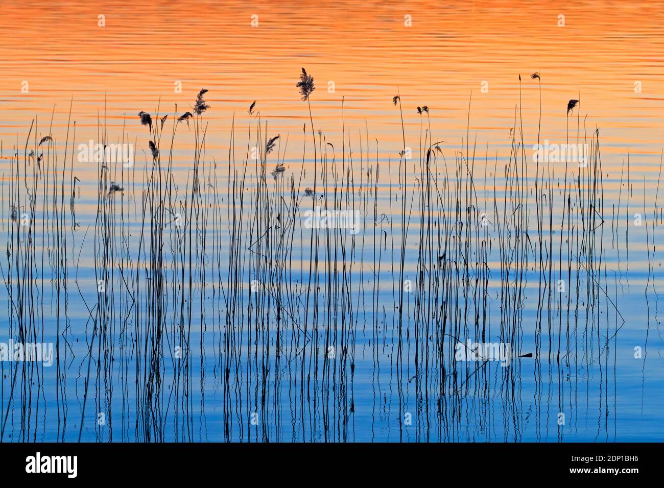 Abstraktes Muster des Schilfs (Phragmites australis / Phragmites communis) Silhouetten spiegeln sich im Wasser des Sees bei Sonnenuntergang im Frühling Stockfoto
