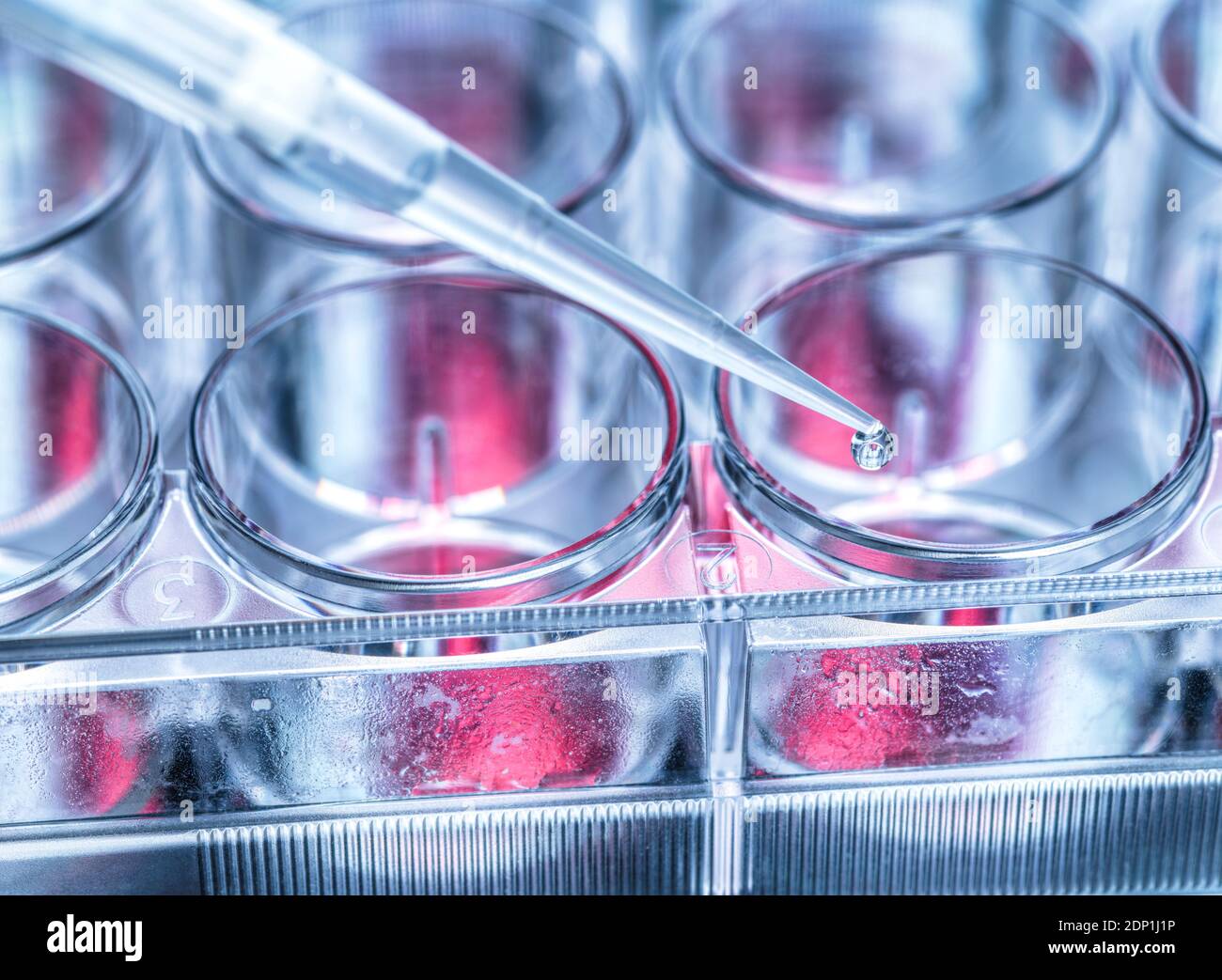 Biotechnologie, Wissenschaftler Pipettieren von Proben in eine Multi-Well-Platte. Stockfoto