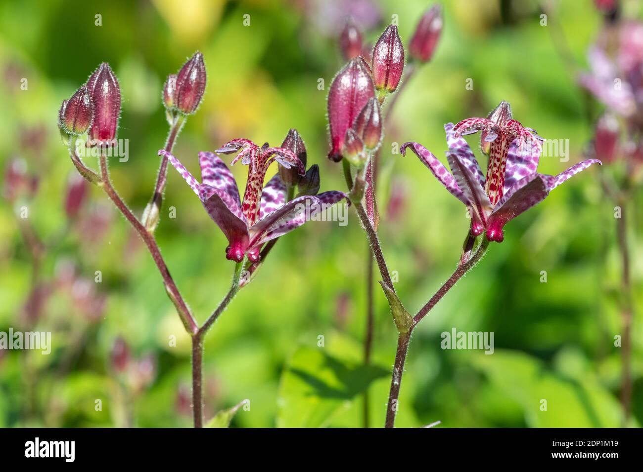 Nahaufnahme der blühenden Krötenlilie (Tricyrtis hirta) Stockfoto