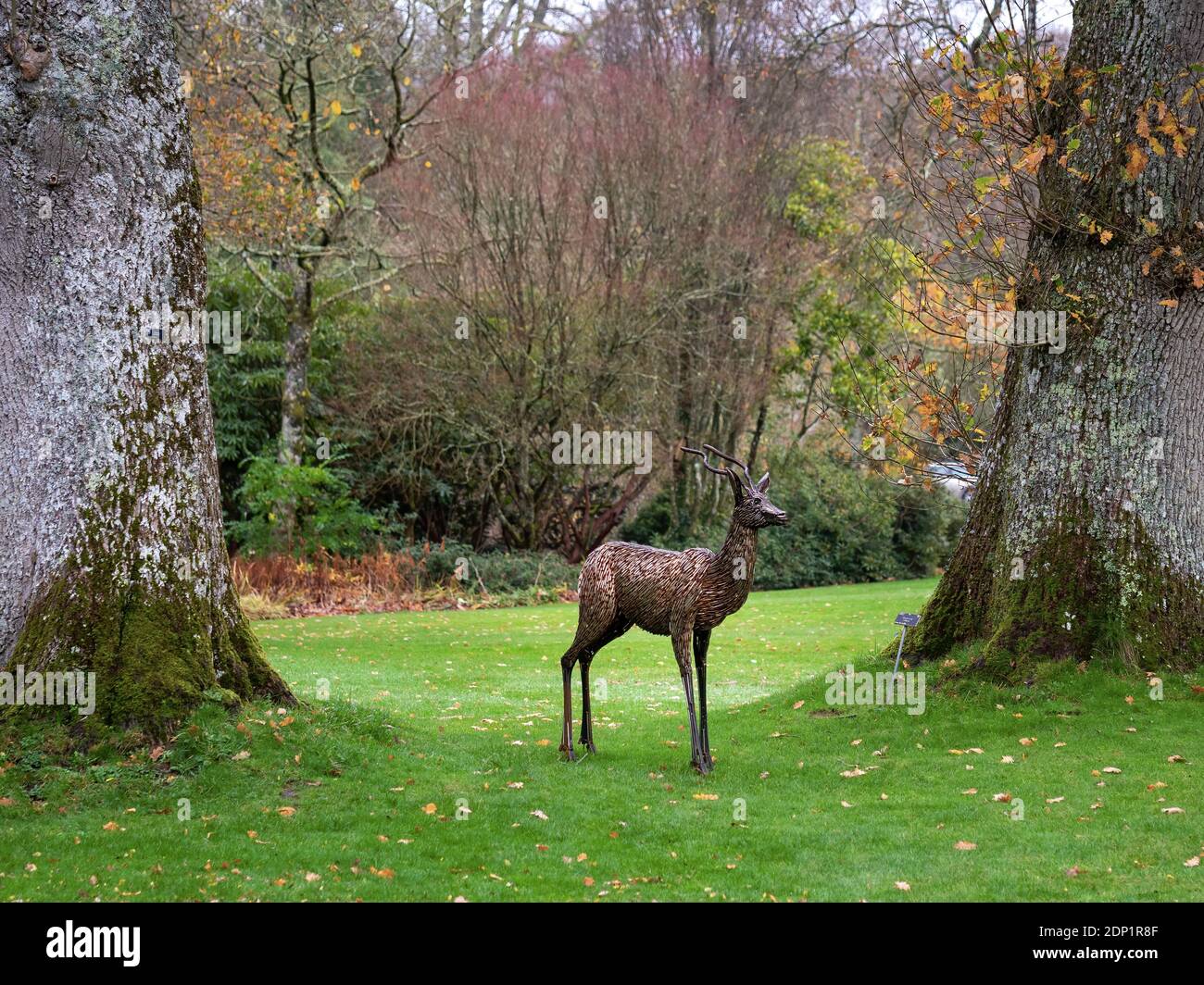 GREAT TORRINGTON, NORTH DEVON - 21. NOVEMBER 2020: Eine Antilopenskulptur von George Hider im RHS-Garten, Rosemoor. Stockfoto