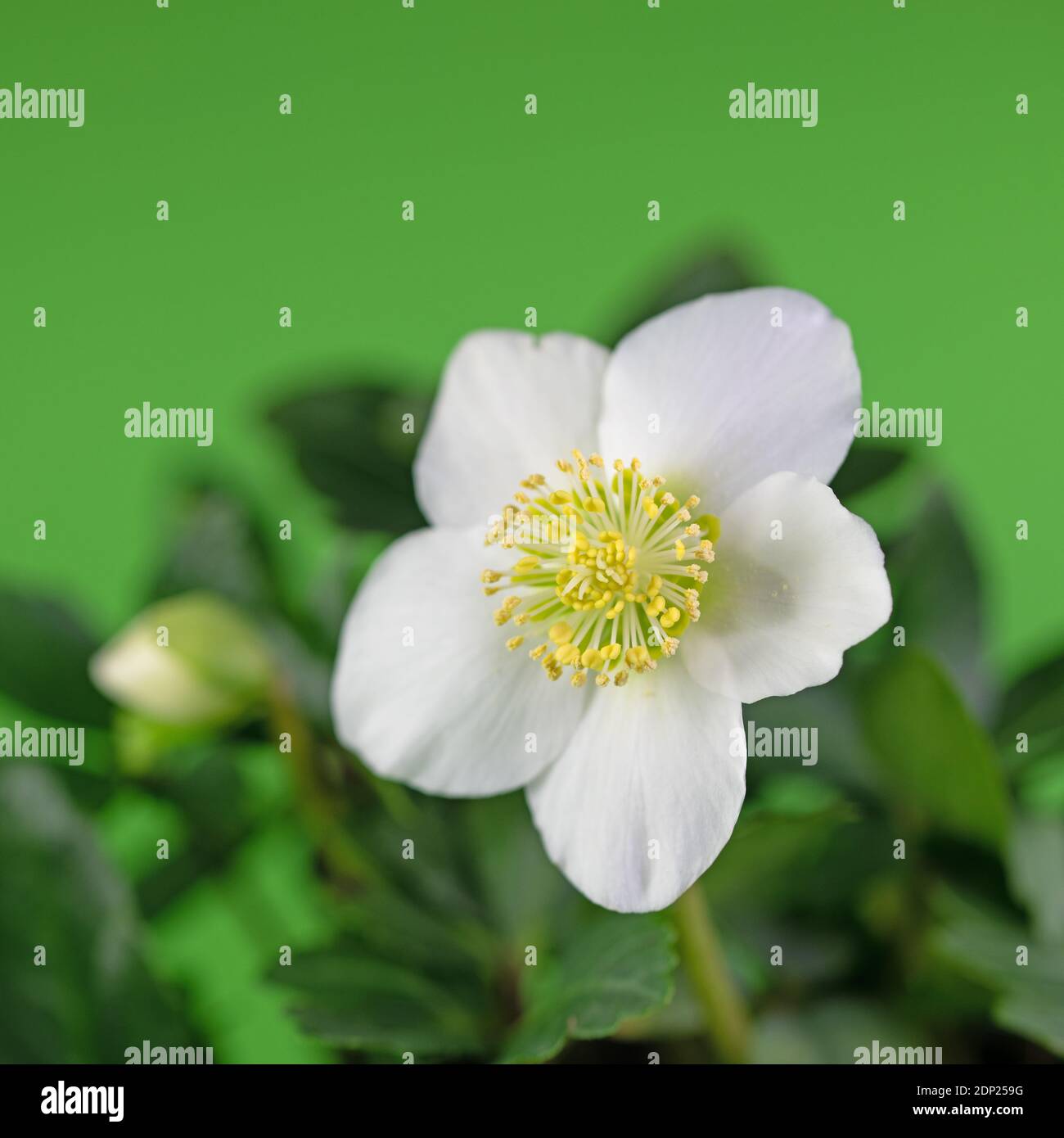 Schwarzer Nieswurz Stockfotos Und Bilder Kaufen Alamy