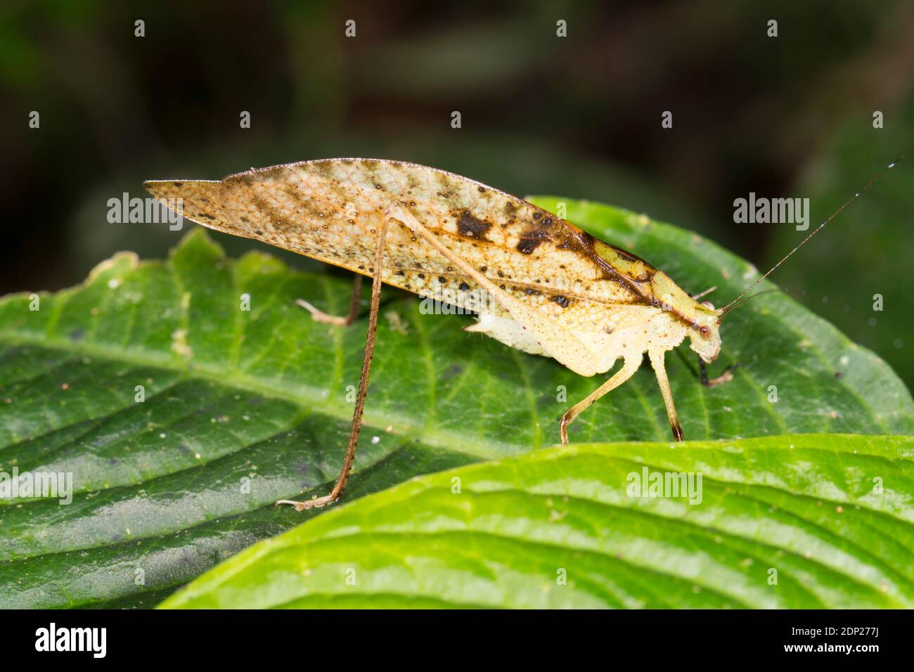 Eine Phaneropterine Katydid (Orophus tessellatus) auf einem Blatt im Unterholz des Bergregenwaldes im Los Cedros Reservat, westlich von Ecuador Stockfoto