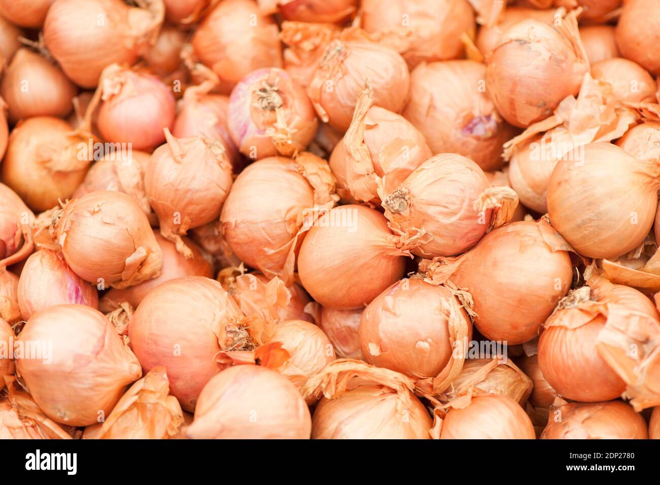 Schalotte ‘Rote Sonne’, Allium cepa (Aggregatum-Gruppe) Stockfoto