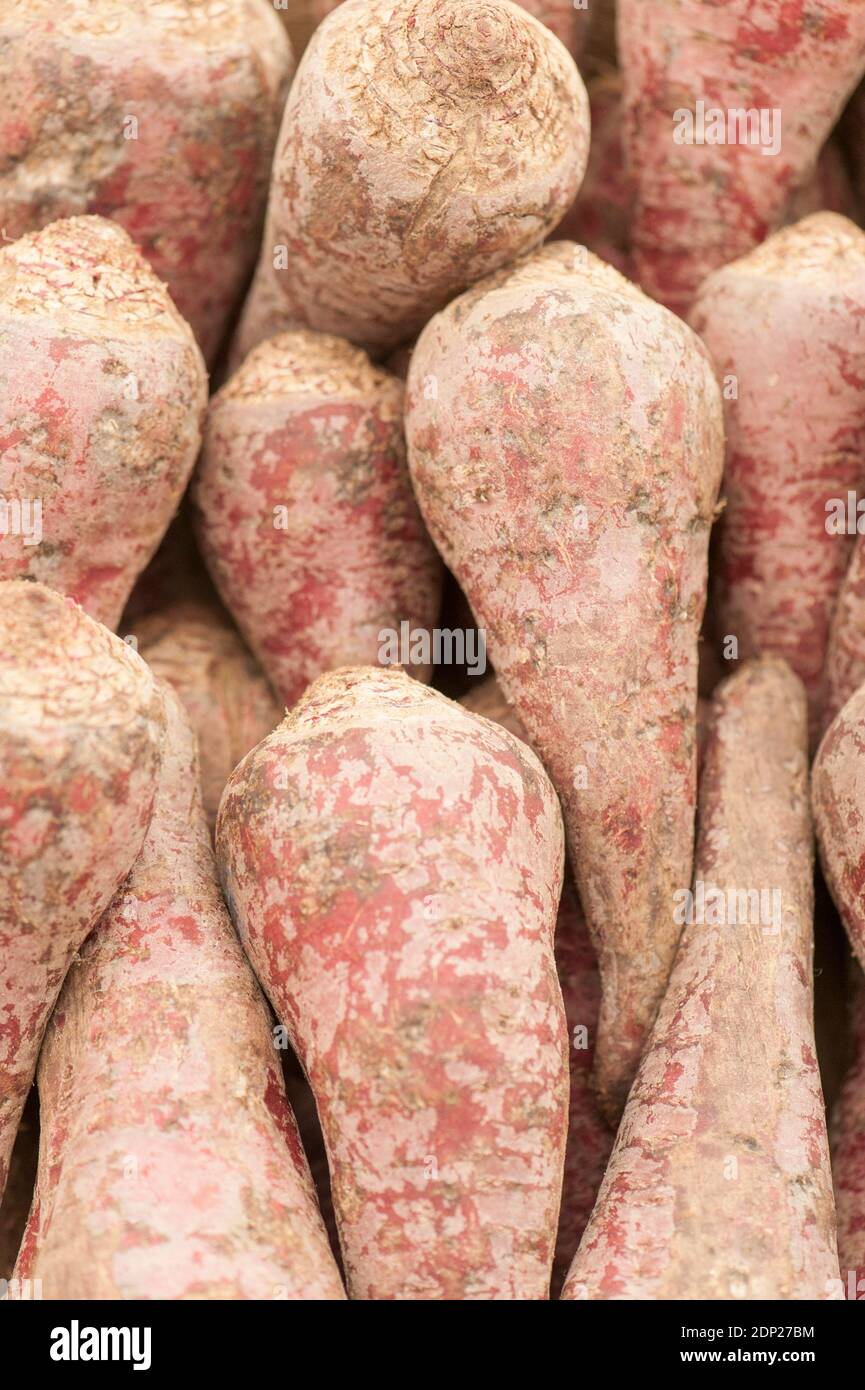 Rote Bete 'Cheltenham Green Top', Beta vulgaris Stockfoto