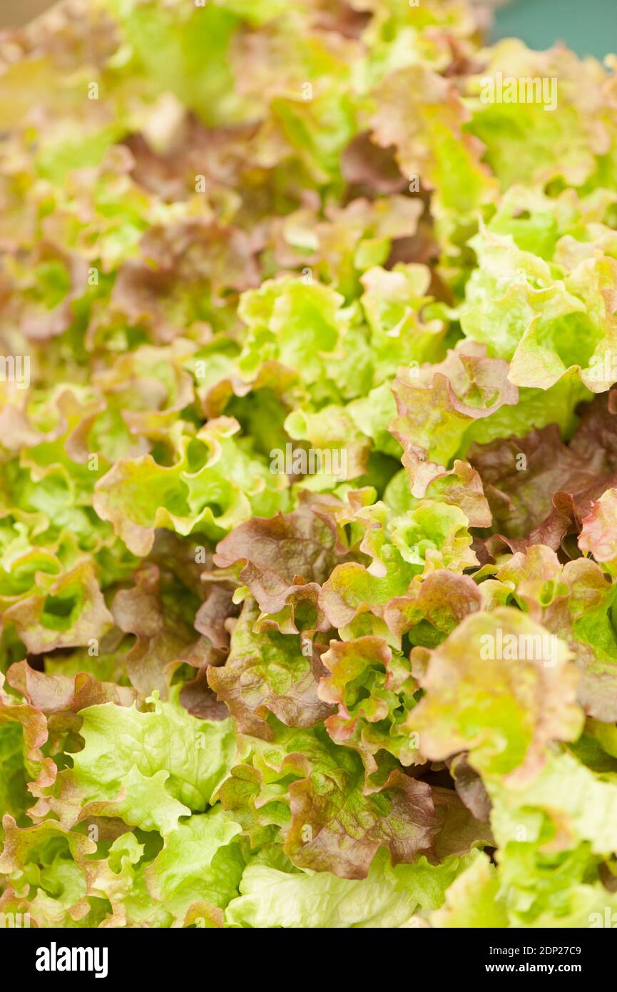 Salat, Lactuca sativa ‘Lollo Rosso’ Stockfoto