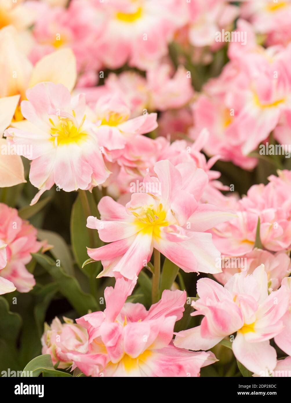 Tulipa ‘Pfirsichblüte’, Doppelte frühe Tulpen in Blüte Stockfoto