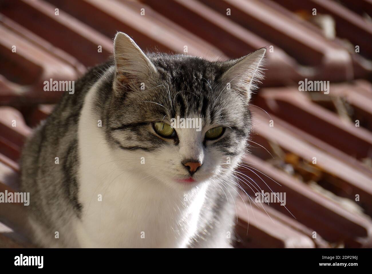 Katzenbilder Stockfotos Und Bilder Kaufen Alamy
