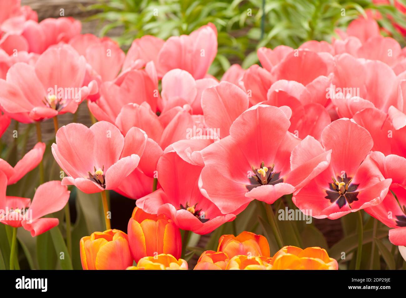 Tulipa ‘Pink Impression’, Darwen Hybrid Tulpen, in Blüte Stockfoto