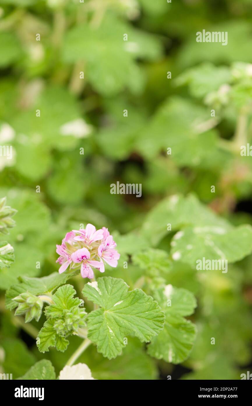 Pelargonium 'Charmay Snowflurry', in Blüte Stockfoto