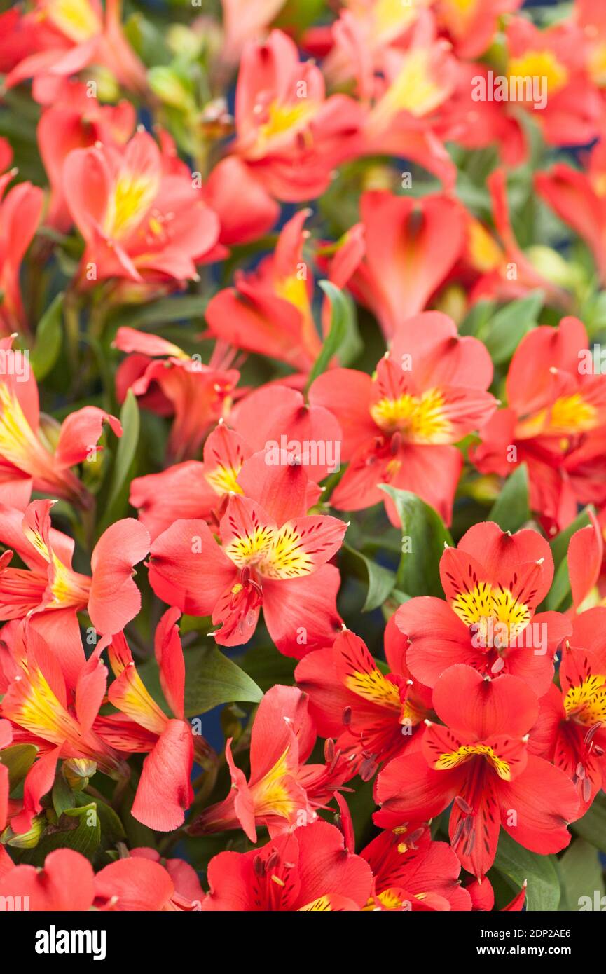 Hybrid Alstroemeria ‘Simplizieren rot’, peruanische Lilie, in der Blüte Stockfoto