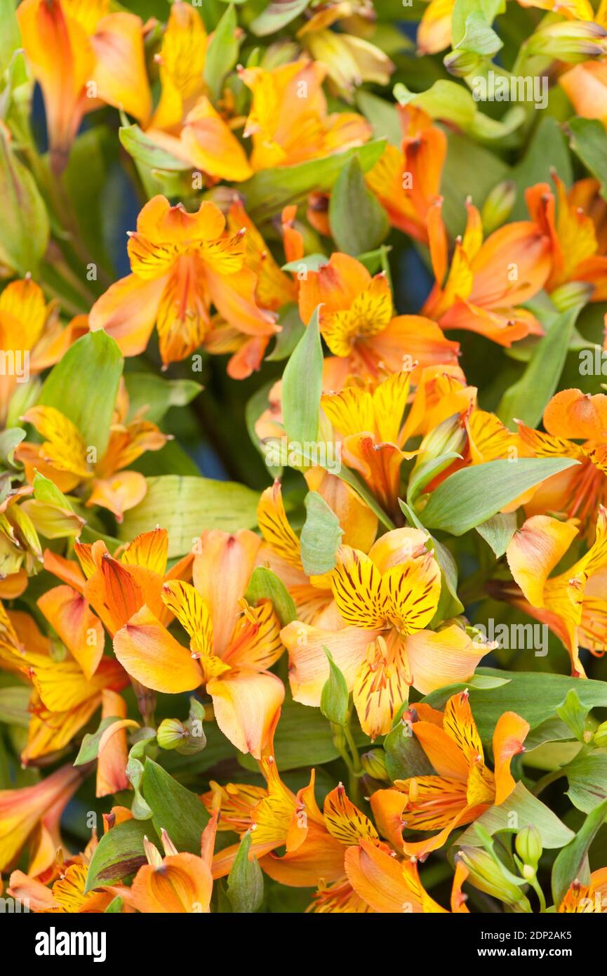 Hybrid Alstroemeria ‘Cocktail’, peruanische Lilie, in Blüte Stockfoto