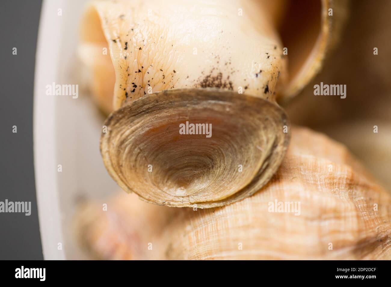 Ein lebender Welpe, Buccinum undatum, zeigt das Operculum, mit dem er sich in seiner Schale versiegelt. England GB Stockfoto