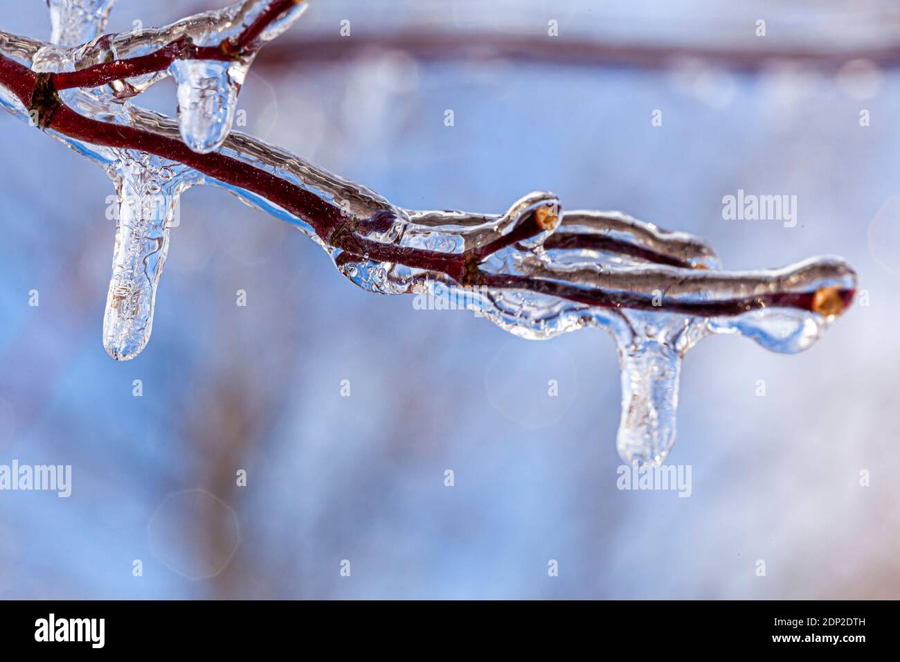Nahaufnahme Makro-Bild von winzigen Ästen mit Wassereis und Eiszapfen, die von ihnen hängen bedeckt. Es ist ein sonniger Tag mit Licht reflektierend und Ref Stockfoto