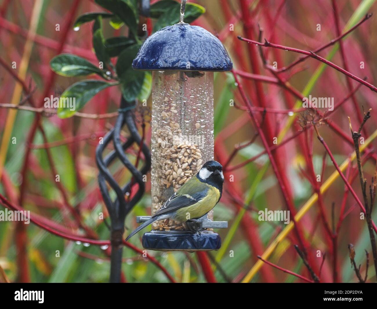 Große Tit auf Vogelfutterhäuschen, Winter, Wales Stockfoto