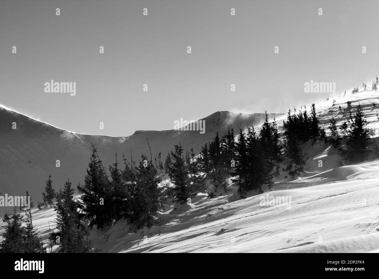 Winter verschneite Berge bei Sonne windigen Tag. Ukraine, Karpaten, Berg Hoverla. Schwarz-weiß getönte Landschaft. Stockfoto