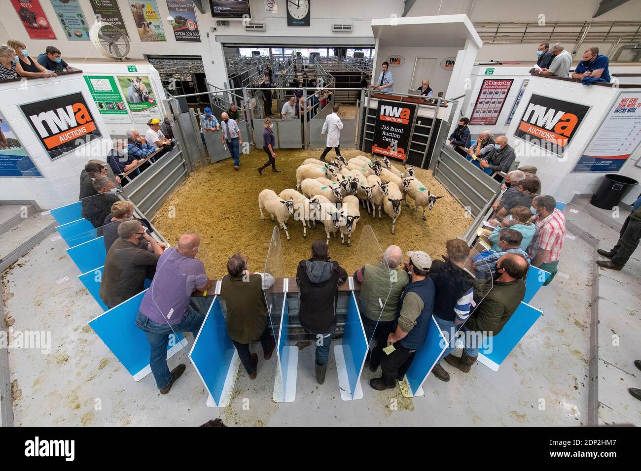 Bauern bei einem Verkauf um einen Ring mit Covid-19-Schutz, Cumbria, Großbritannien Stockfoto