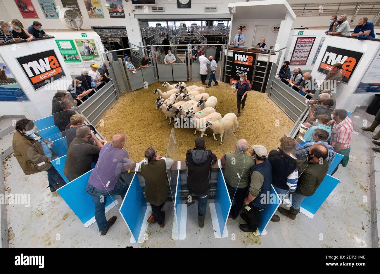 Bauern bei einem Verkauf um einen Ring mit Covid-19-Schutz, Cumbria, Großbritannien Stockfoto