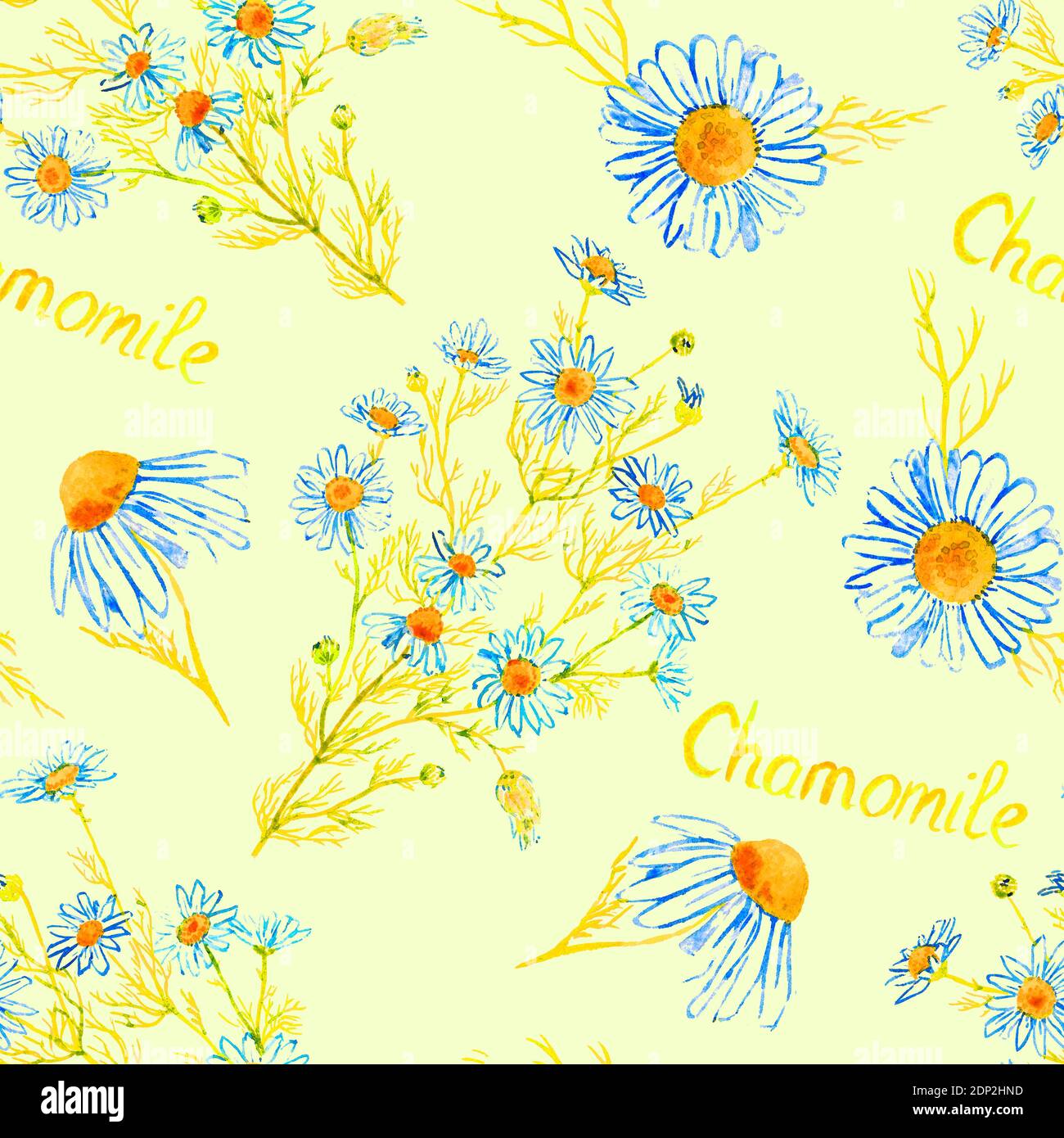 Kamille Anlage mit Blumen, handbemalt Aquarell Bild mit Beschriftung, nahtlose Muster Design auf weichem gelben Hintergrund Stockfoto