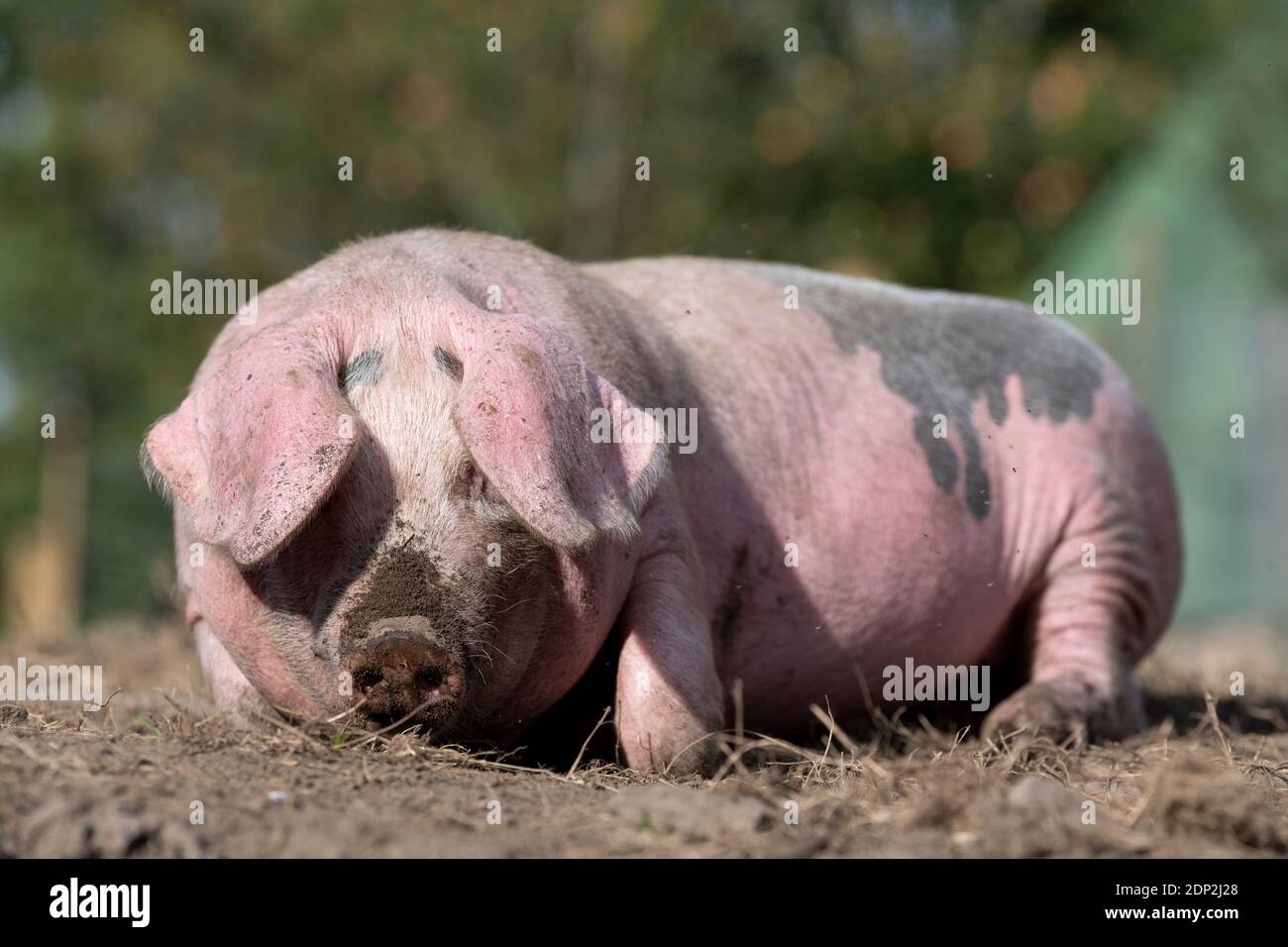 Frei-Range-Schwein genießen einen Schlaf in seiner Paddock. Lancashire, Großbritannien. Stockfoto